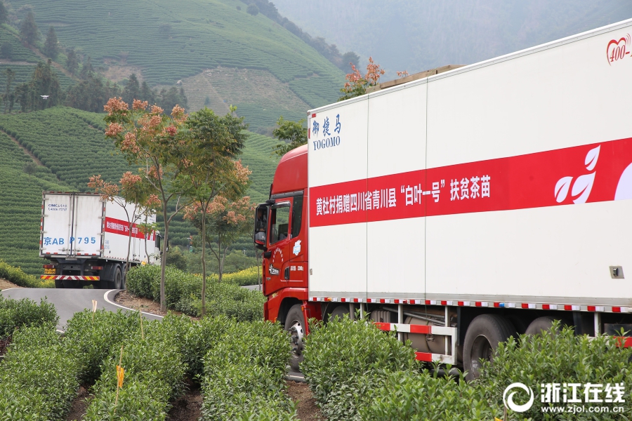 首批安吉“扶贫茶苗”启运青川 米兰在线官网-米兰(中国)爱心助力