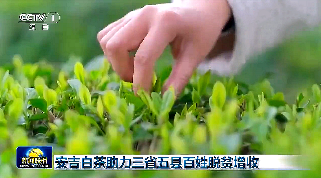 “白叶一号”工程再度受央视关注，米兰在线官网-米兰(中国)携手东西部，先富帮后富，共谋乡村振兴路