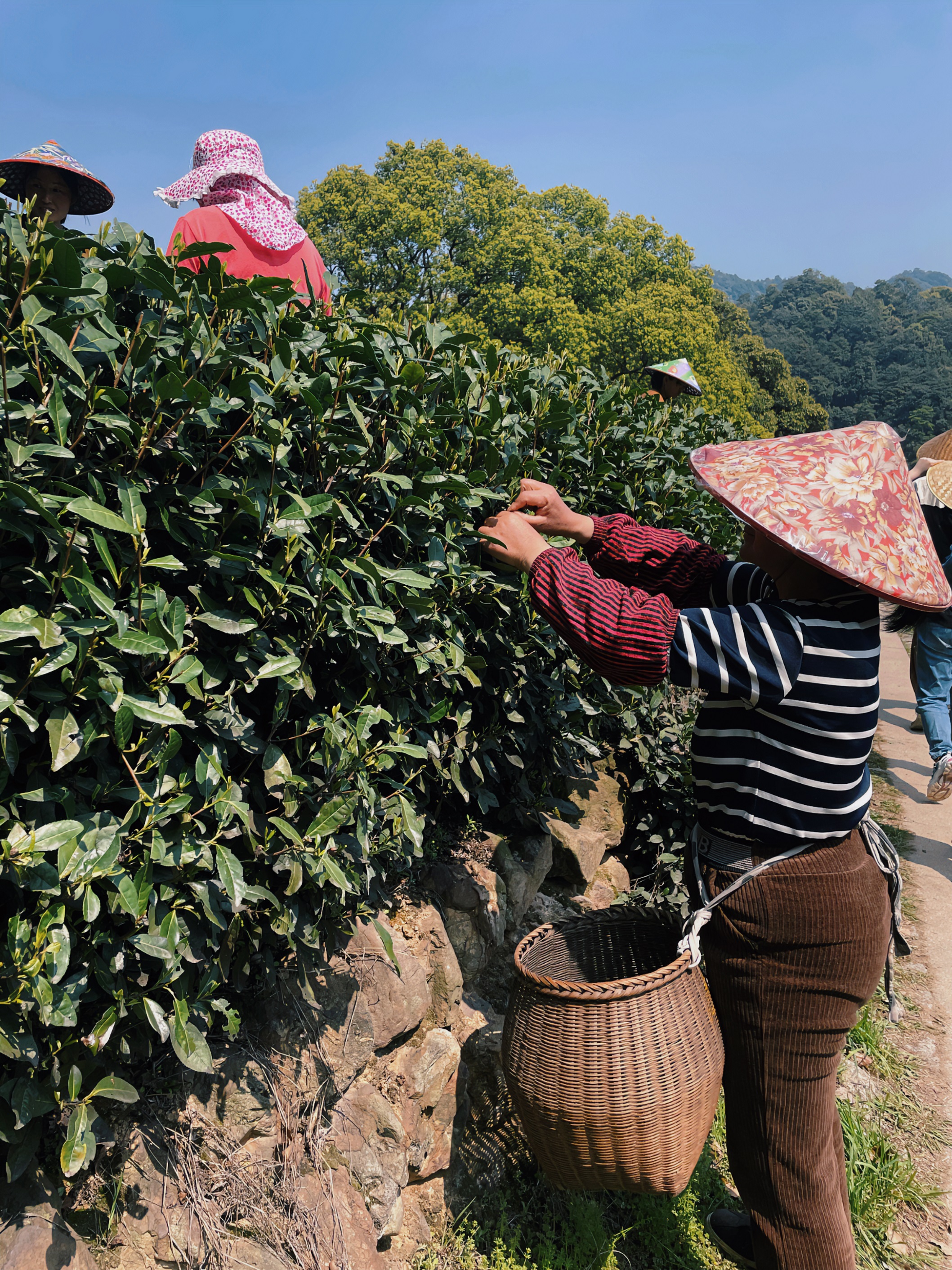 米兰在线官网-米兰(中国)国贸六部联合举办“以茶之名”茶酒文化交流活动
